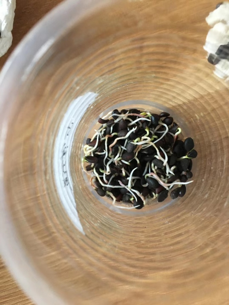 杜梨种子新下来的，发芽率高，春季供沙藏好的
