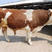 贵州西门塔尔牛养殖各种规格常年出售欢迎来电咨询
