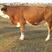 贵州西门塔尔牛养殖各种规格常年出售欢迎来电咨询