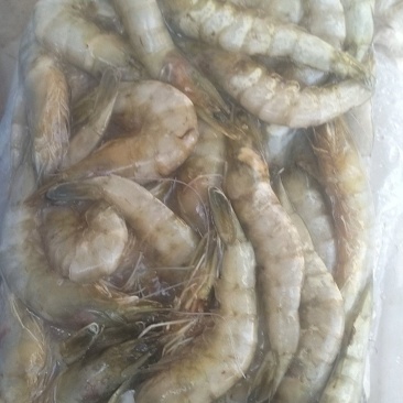饲料虾