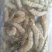 饲料虾
