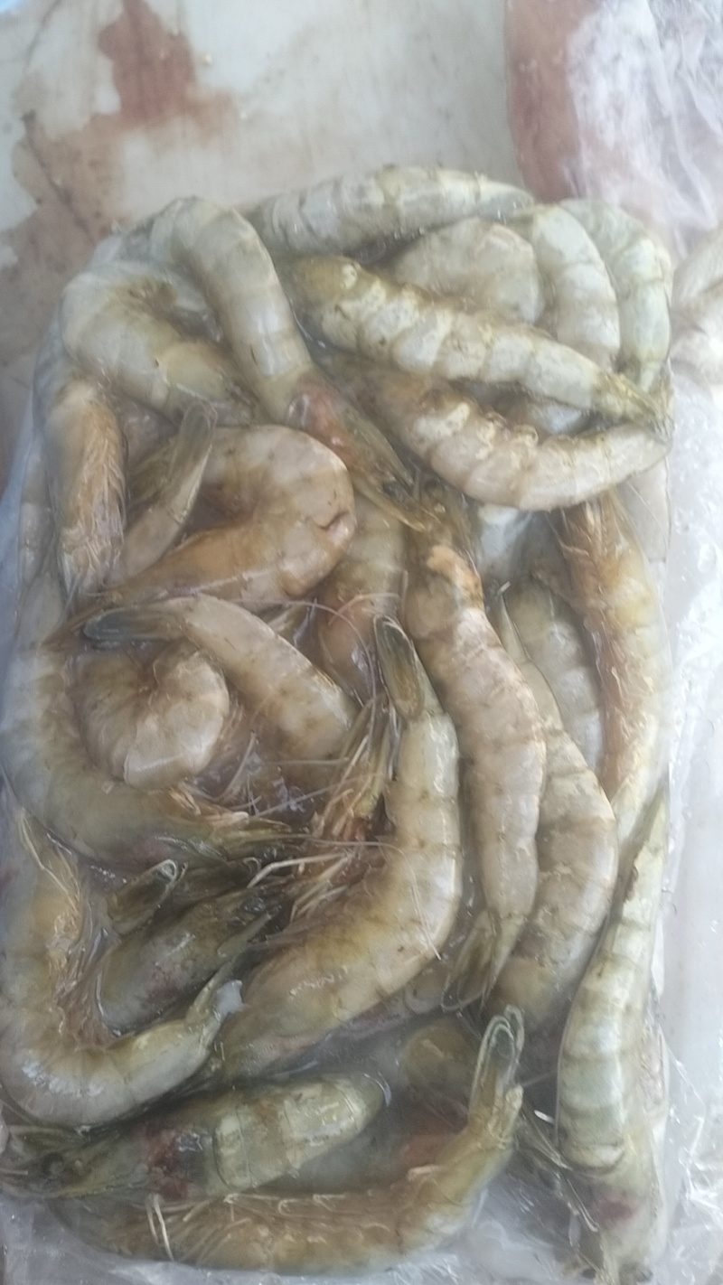 饲料虾