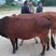 贵州土黄牛各种规格诚信经营免费送货欢迎来电