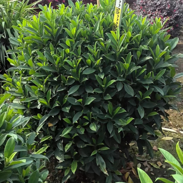 非洲茉莉
