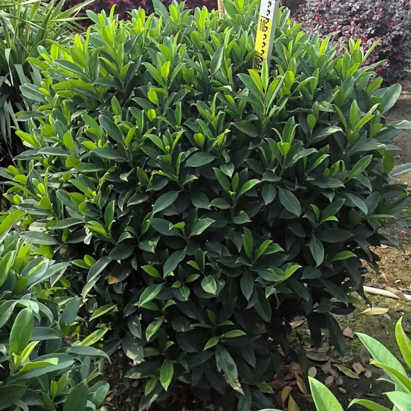 非洲茉莉