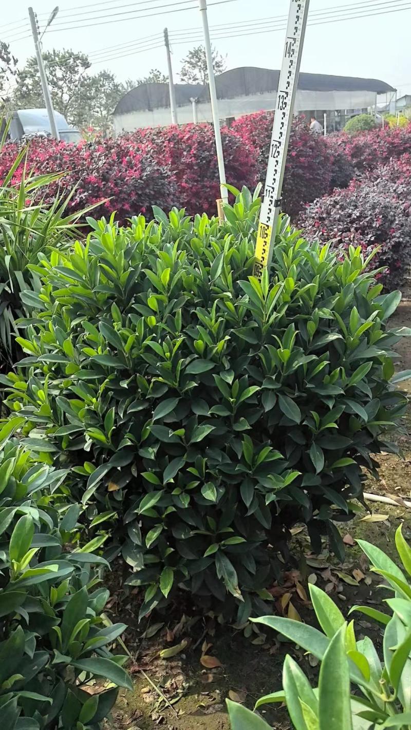 非洲茉莉