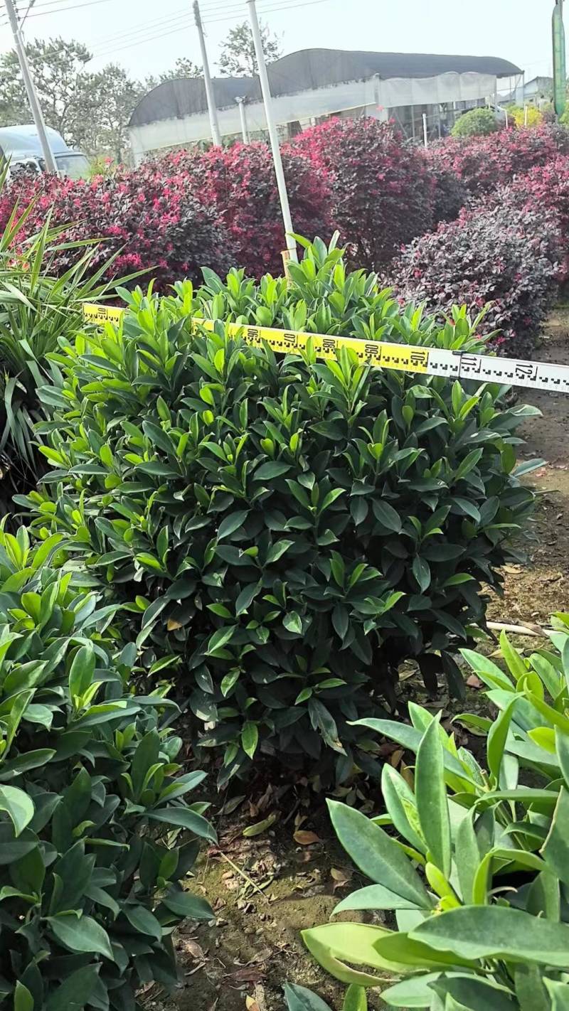 非洲茉莉
