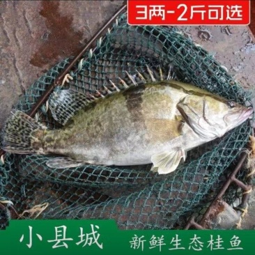 湖北野钓鳜鱼桂鱼，野钓的桂鱼，非放养的