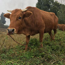 贵州土黄牛各种规格诚信经营免费送货欢迎来电