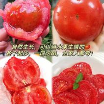 逯村普罗旺斯水果西红柿