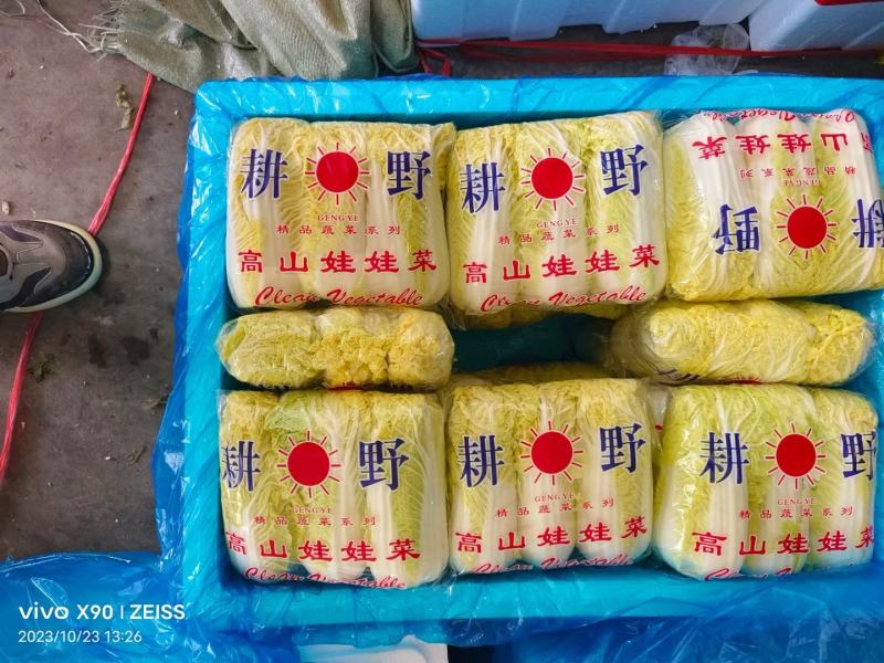 本地区有大小娃娃菜，常年供应货源不短，有需要的老板可以联