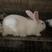 广西南宁新西兰肉兔批发小兔钟兔青年兔淘汰兔