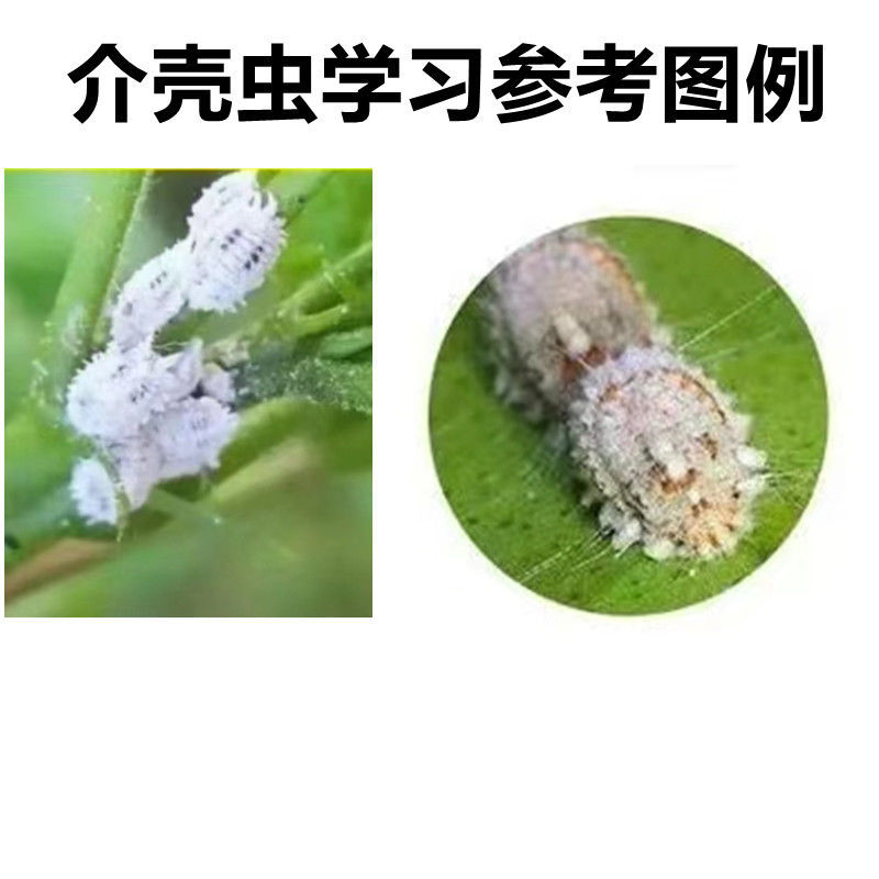 正介22.4%螺虫乙酯柑橘介壳虫烟粉虱白杀卵杀虫剂农药