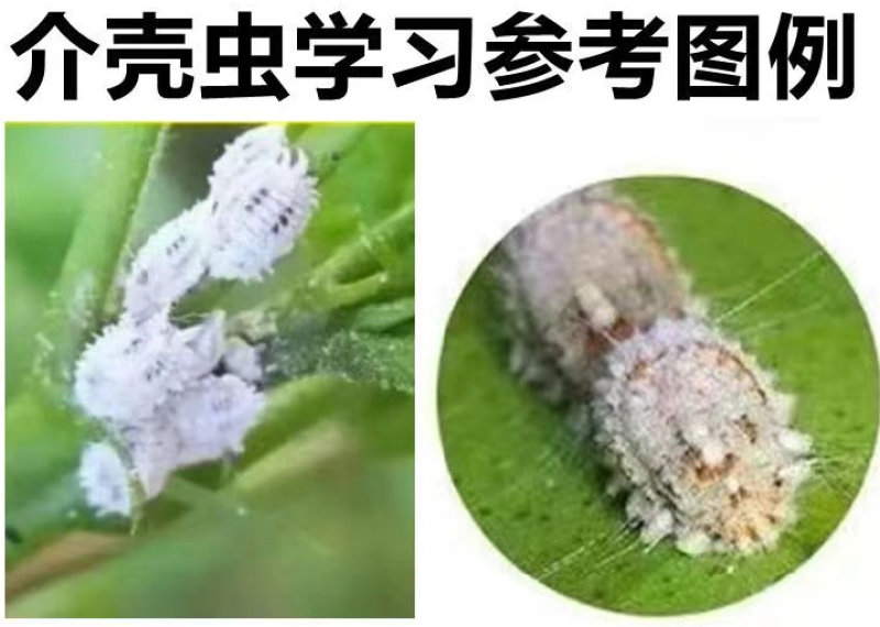 正介22.4%螺虫乙酯柑橘介壳虫烟粉虱白杀卵杀虫剂农药