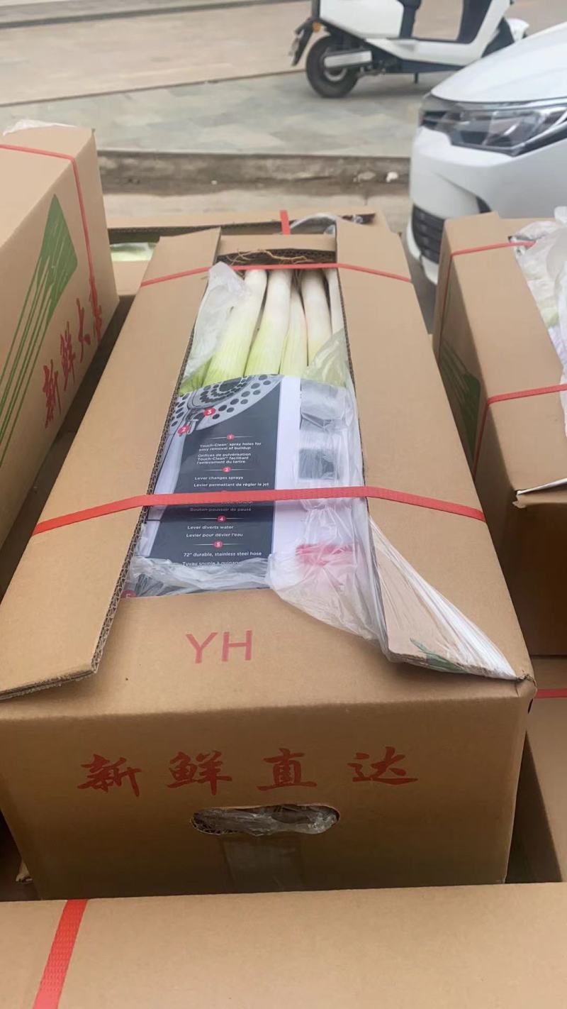 福建精品箱葱