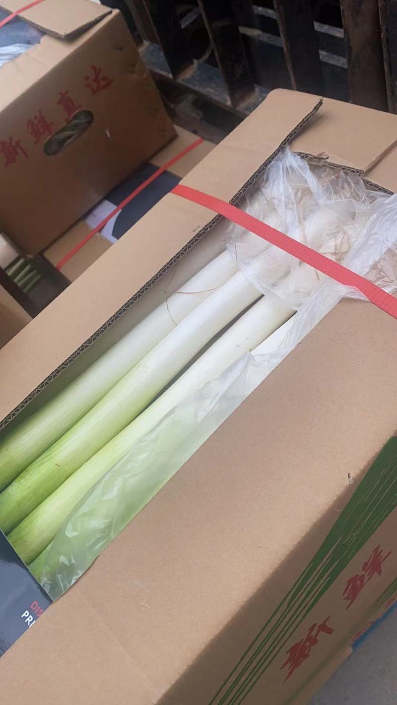 福建精品箱葱