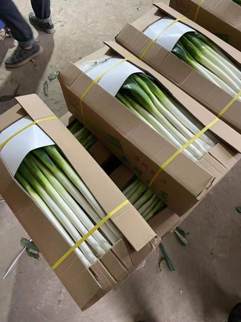 福建精品箱葱