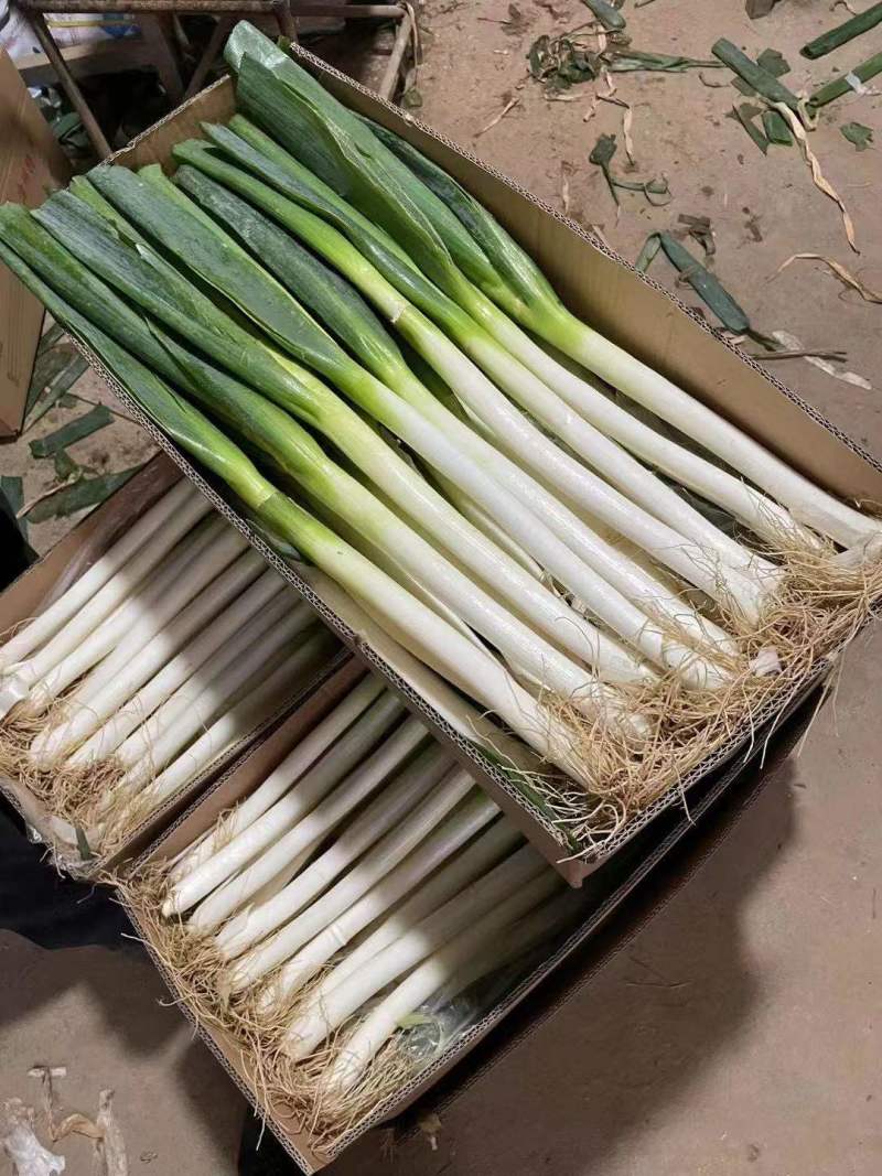 福建精品箱葱