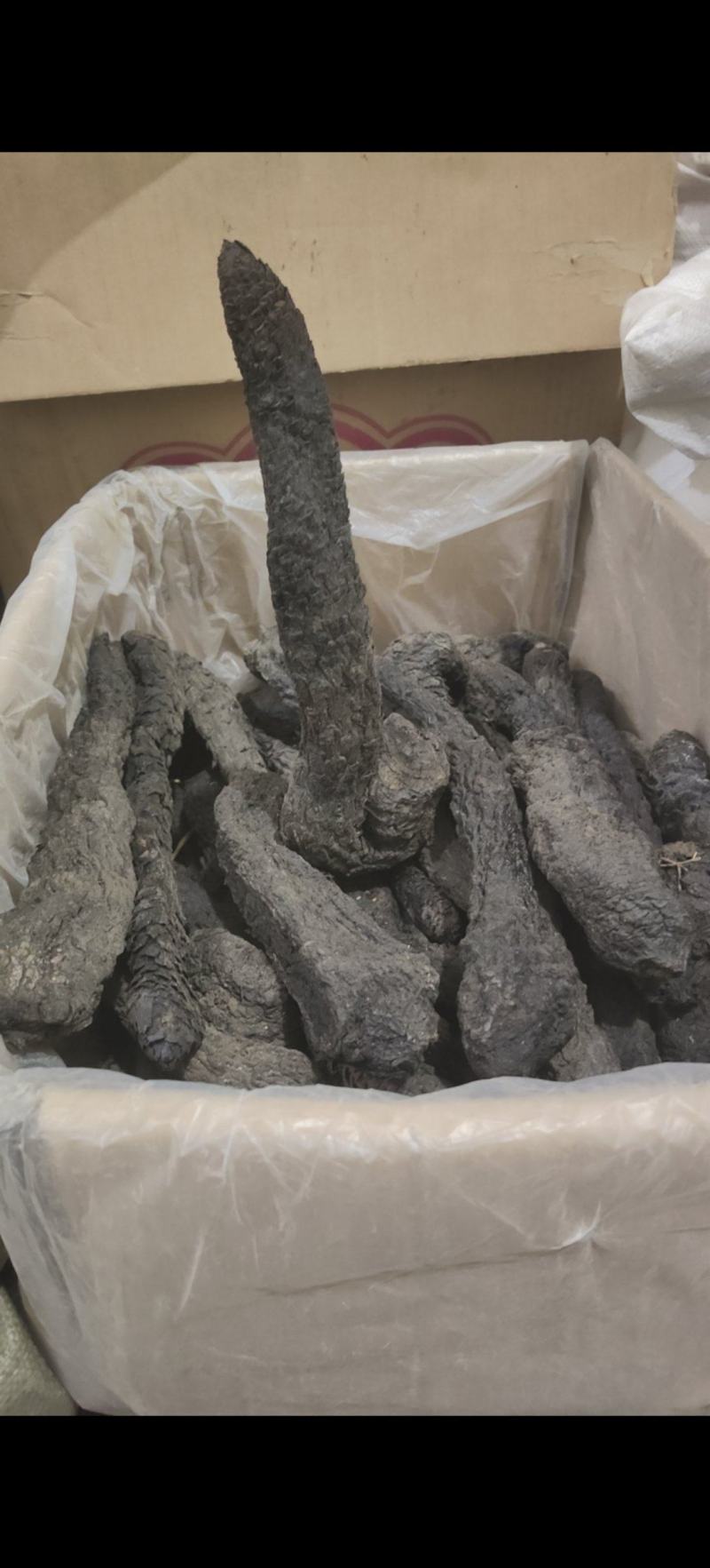 野生肉苁蓉软大芸泡酒圣品每支200-250克左右