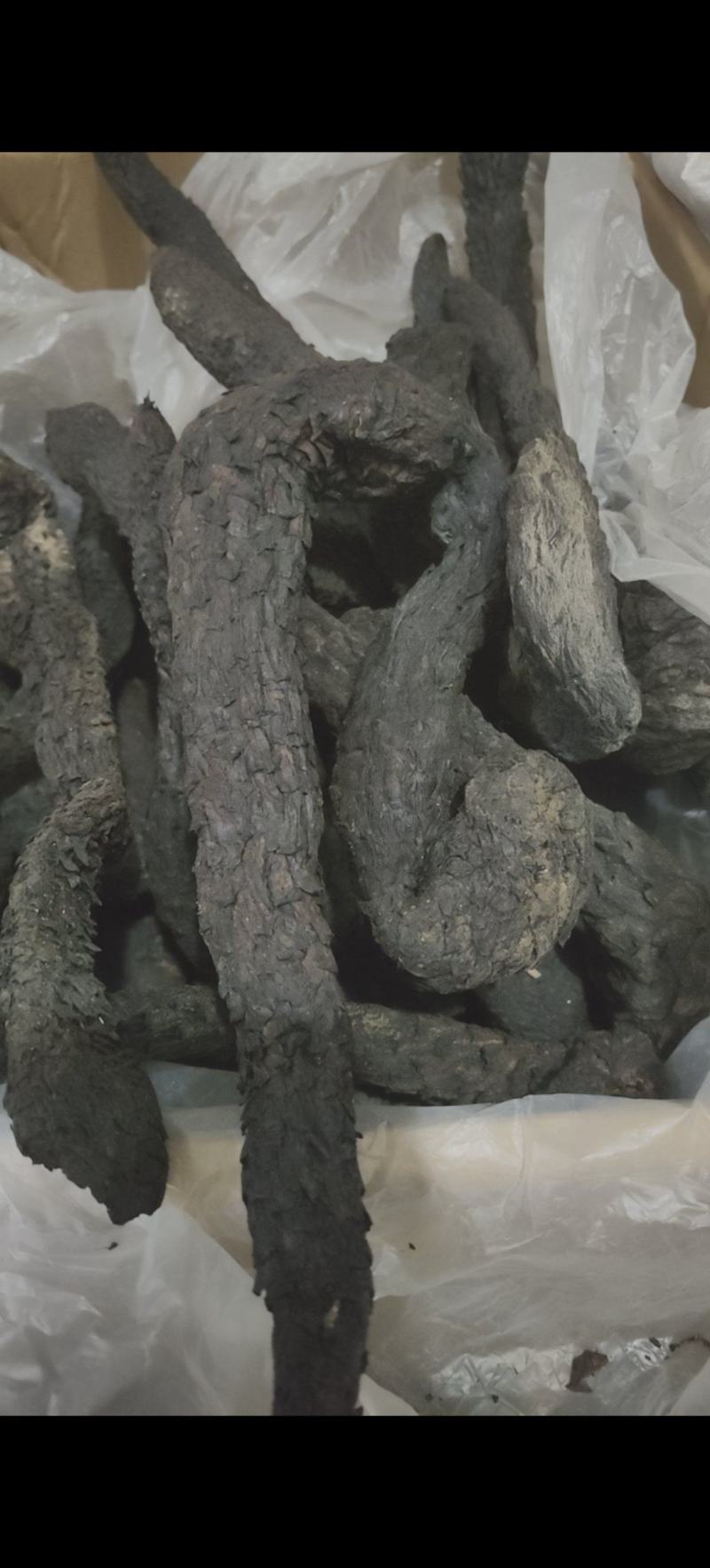 野生肉苁蓉软大芸每支250克以上万信药业只做精品
