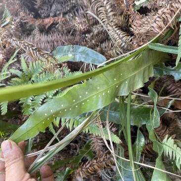 产地贵州金鸡脚七星草鲜货干货，有现货供应