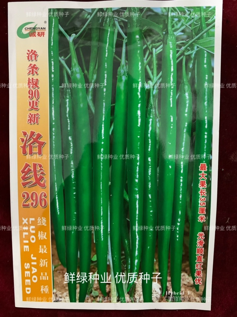 洛线296光滑顺直肉厚皮光中早熟抗病丰产