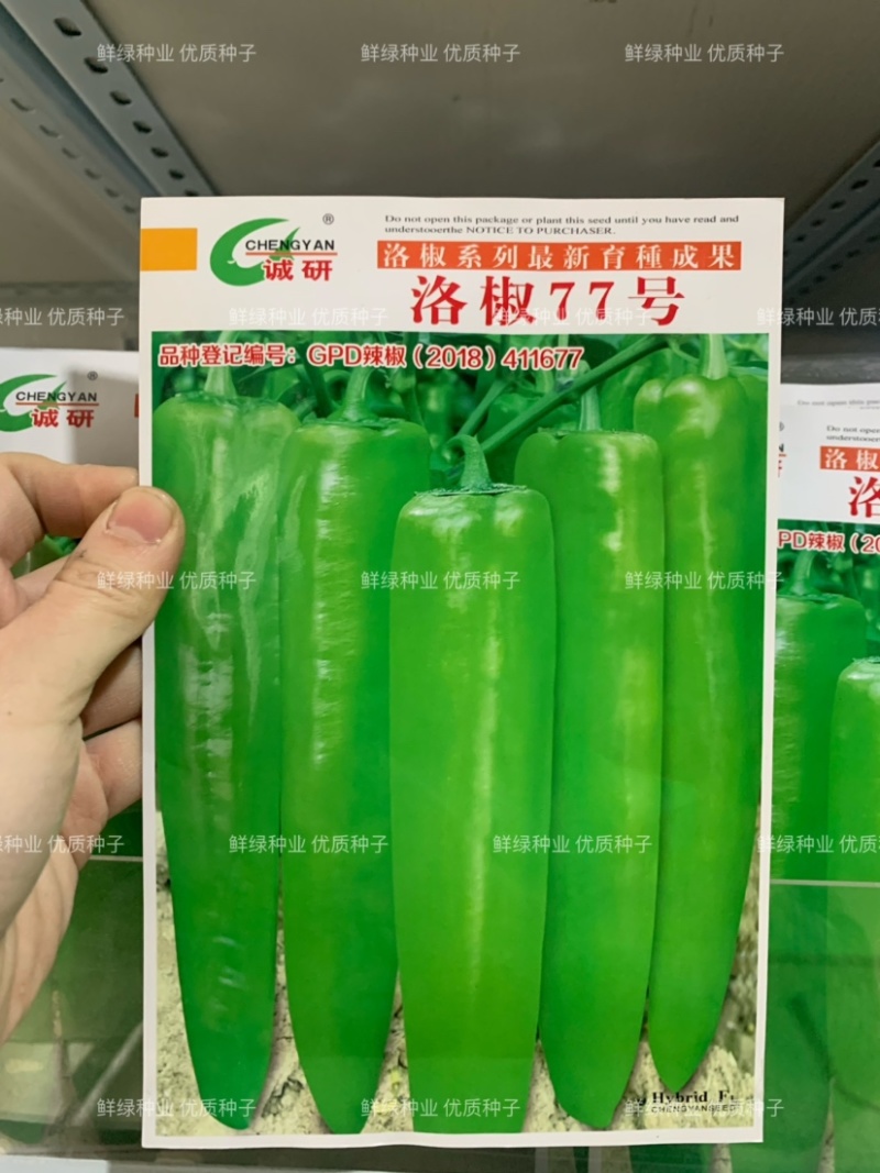 洛线296光滑顺直肉厚皮光中早熟抗病丰产