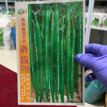 洛线296光滑顺直肉厚皮光中早熟抗病丰产
