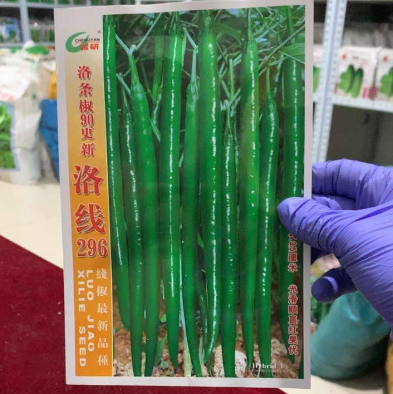 洛线296光滑顺直肉厚皮光中早熟抗病丰产
