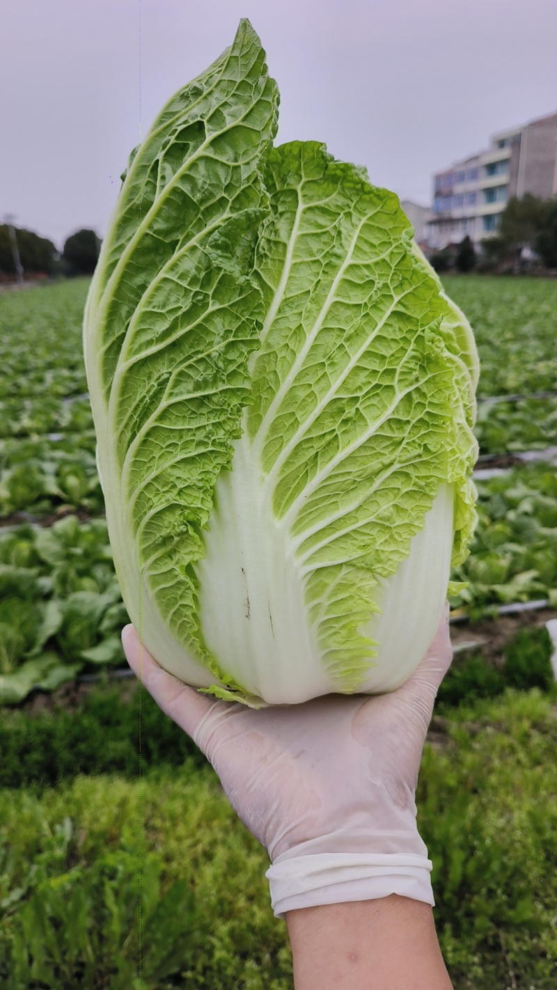 浙江台州温岭市黄心大白菜上市中