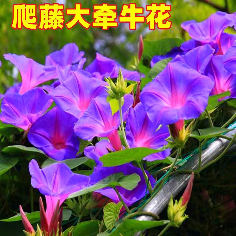 爬藤牵牛花种子大喇叭花攀岩植物种籽四季播庭院阳台盆栽花卉