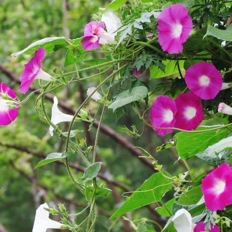 爬藤牵牛花种子大喇叭花攀岩植物种籽四季播庭院阳台盆栽花卉