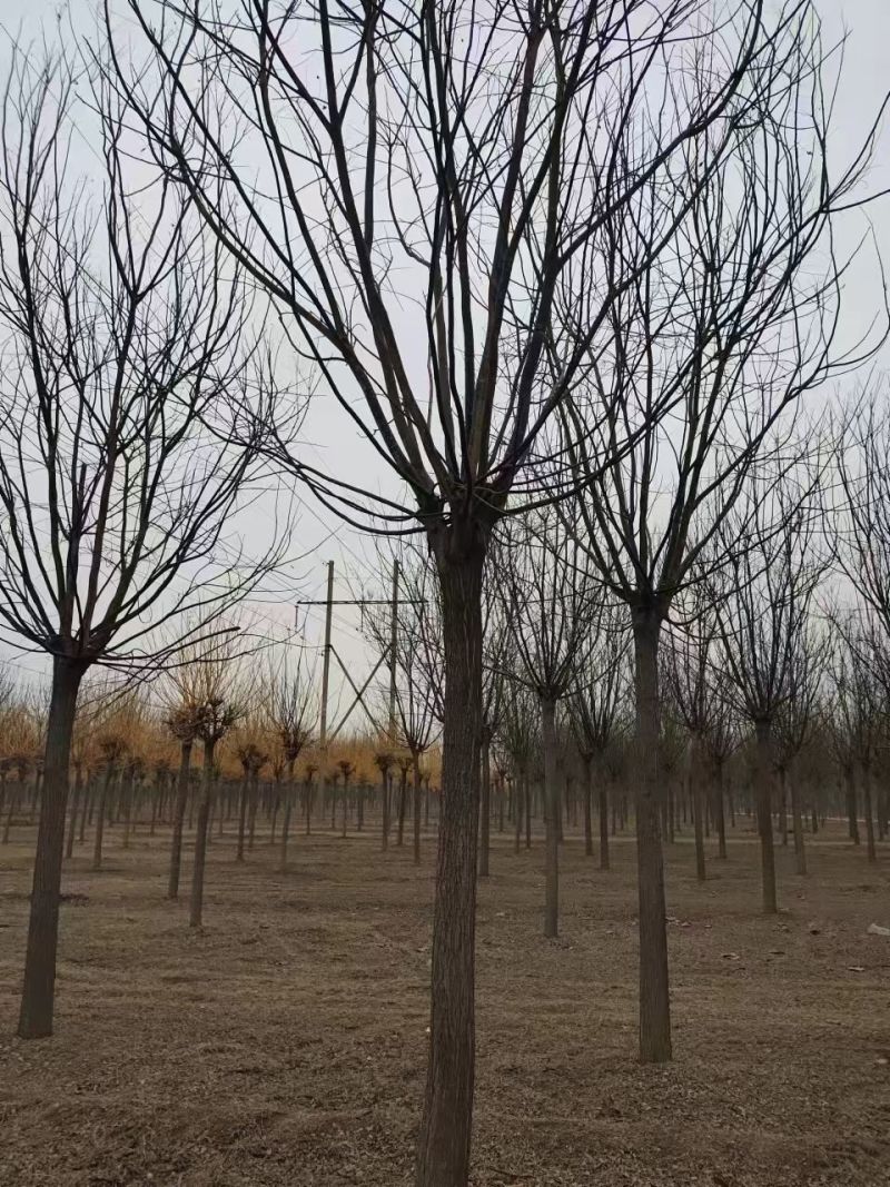 国槐