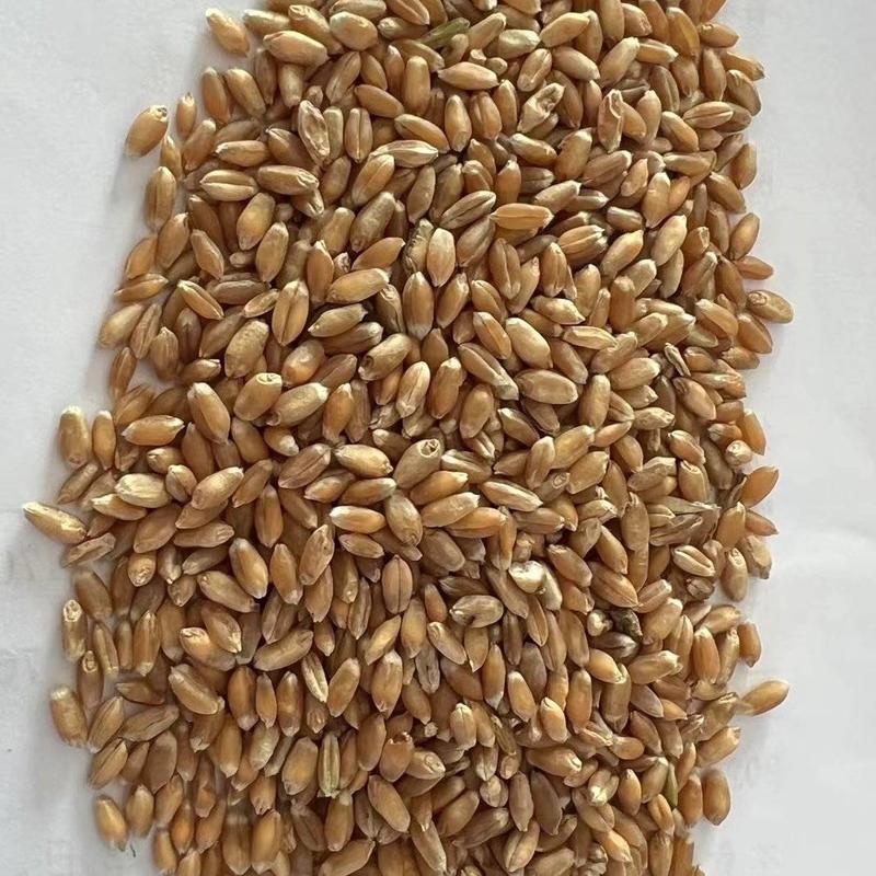小麦，品种齐全，价格优惠