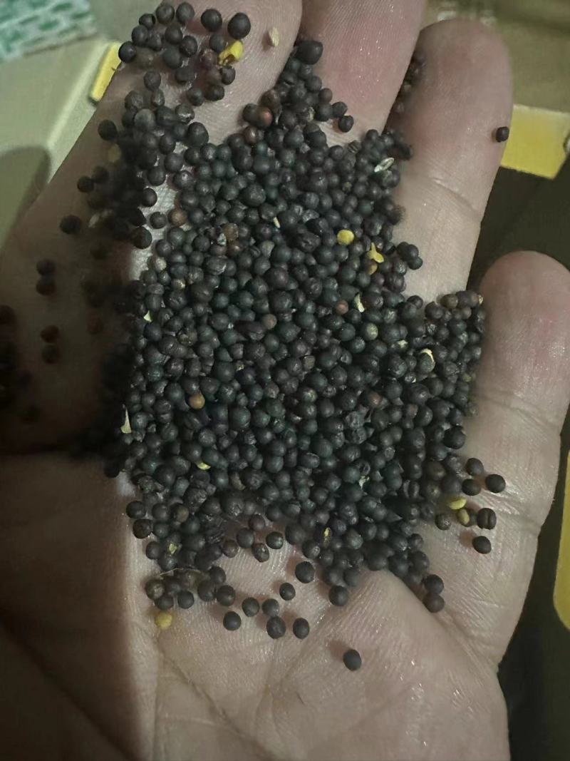 批发俄罗斯进口油菜籽