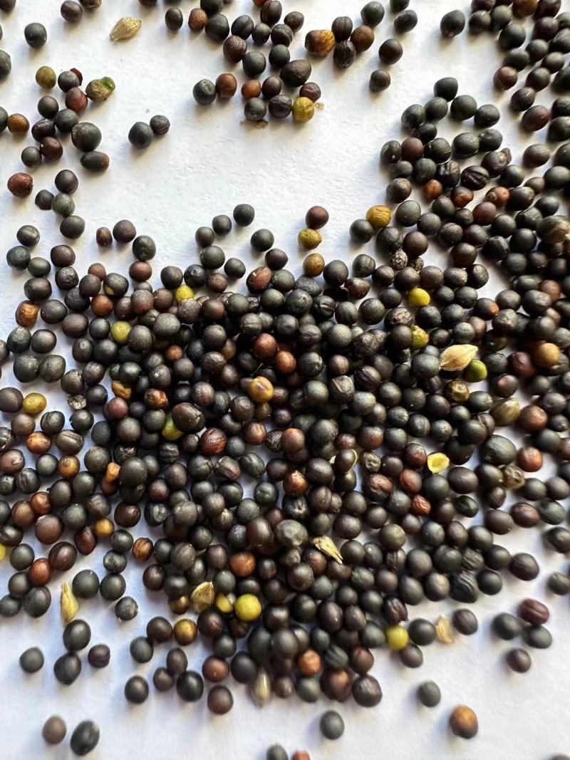 批发俄罗斯进口油菜籽