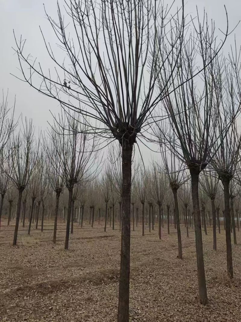 白蜡