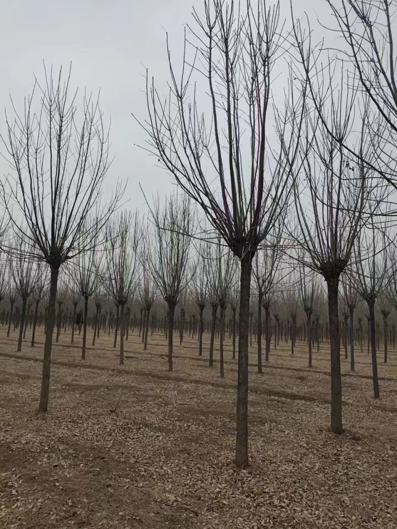 白蜡