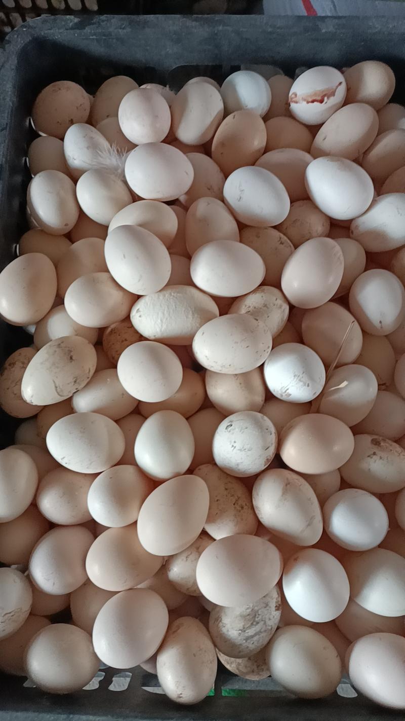 鹊山鸡蛋