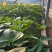 美秀，叮甜，玛莎莉，扦插扩繁苗，脱毒红薯苗，基地大量现货