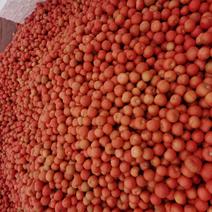苍南灵溪粉红西红柿产量大运输方便价格实惠果型圆润