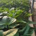美秀，叮甜，玛莎莉，扦插扩繁苗，脱毒红薯苗，基地大量现货