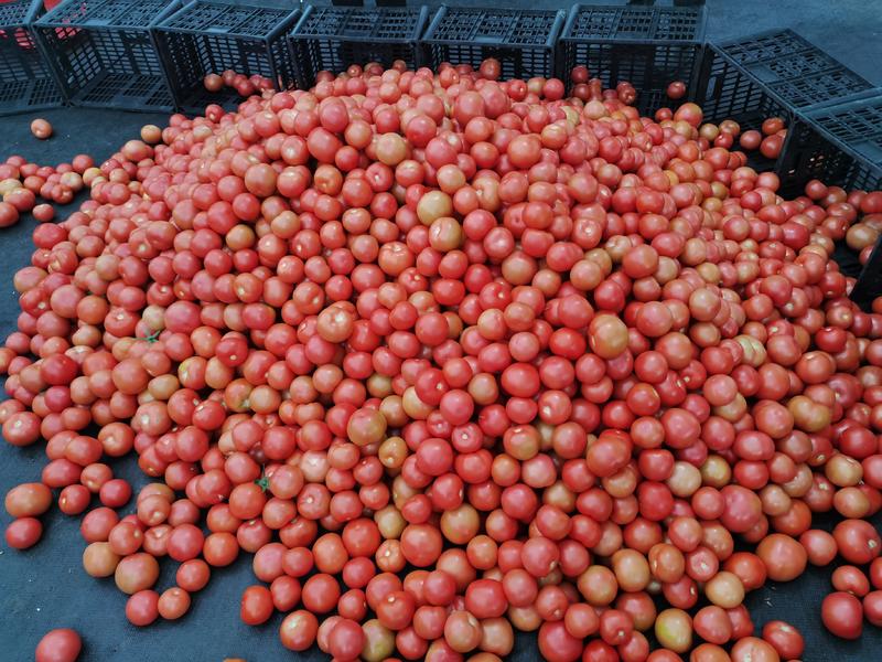 苍南灵溪粉红西红柿产量大运输方便价格实惠果型圆润