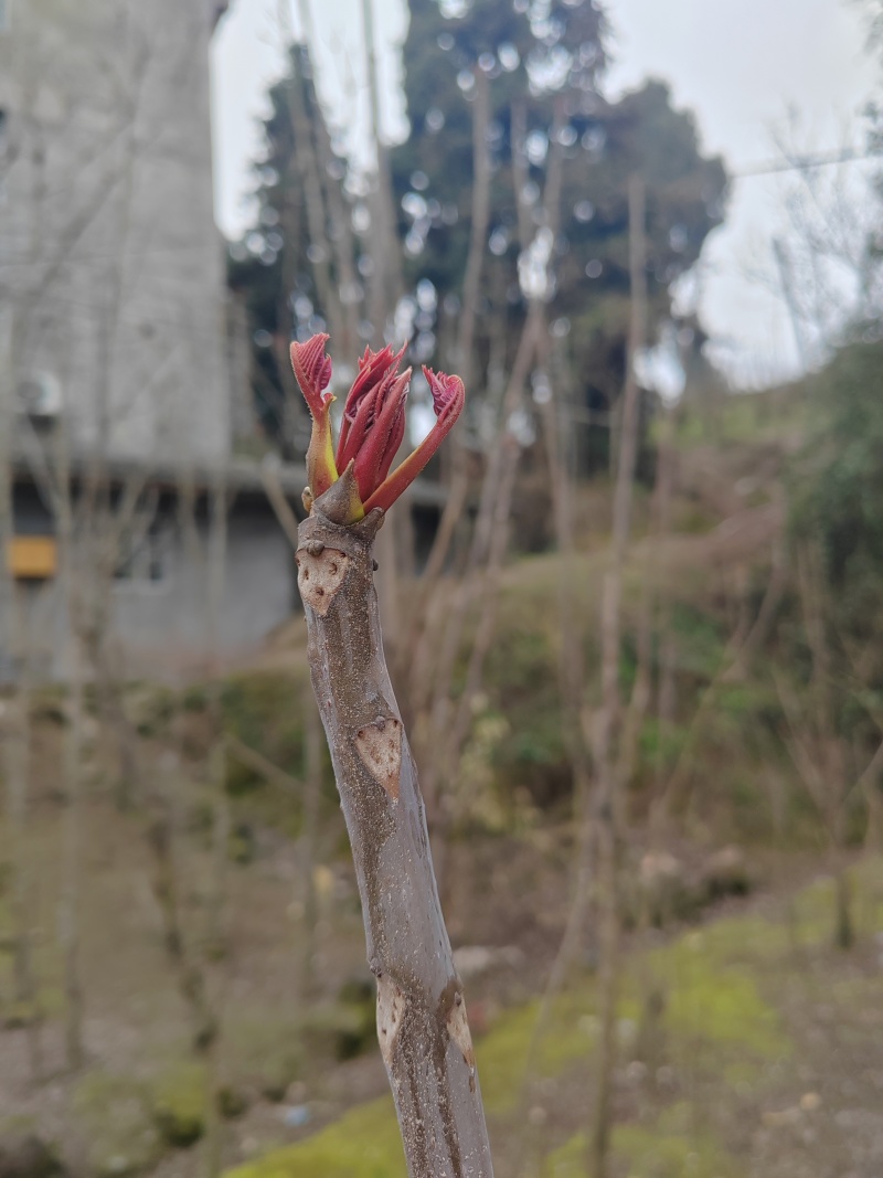 红油香椿