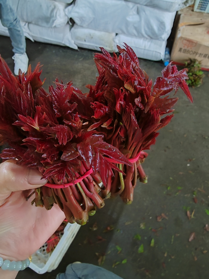 红油香椿