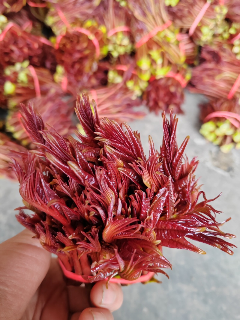 红油香椿