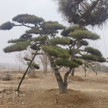 精品造型松