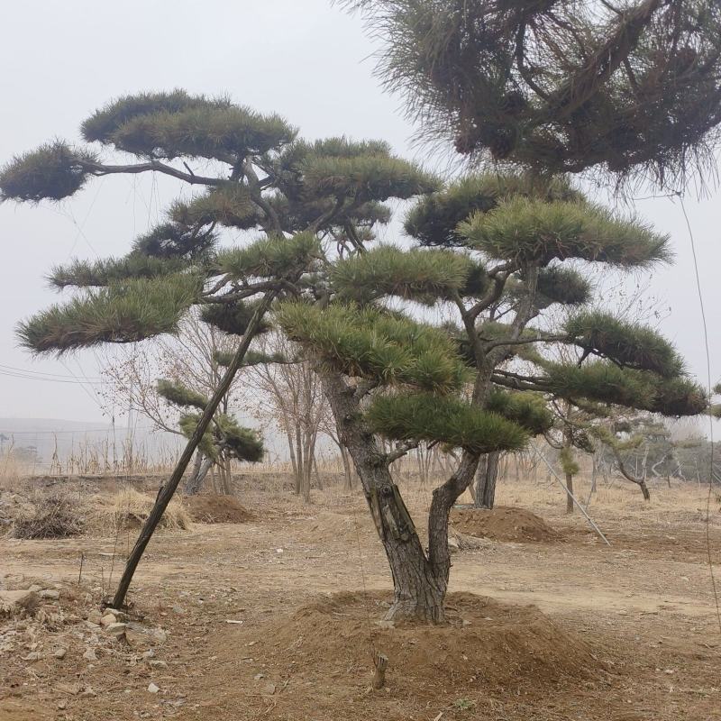 精品造型松