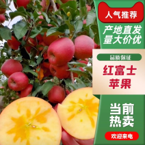 【精】一件代发红富士苹果-皮薄多汁！天然红富士苹果