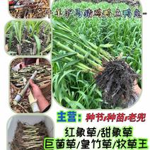 新型高产【巨菌草】（5号）种节正宗巴西红象草皇竹草甜象草